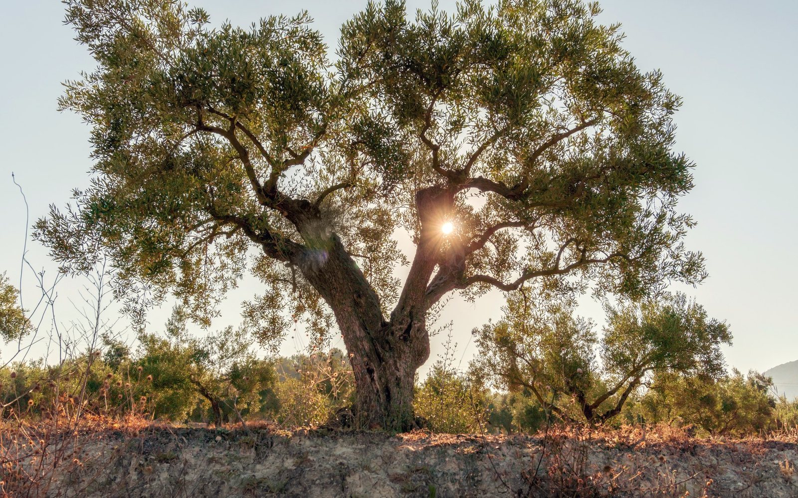 An ancient olive tree with the sun behind it